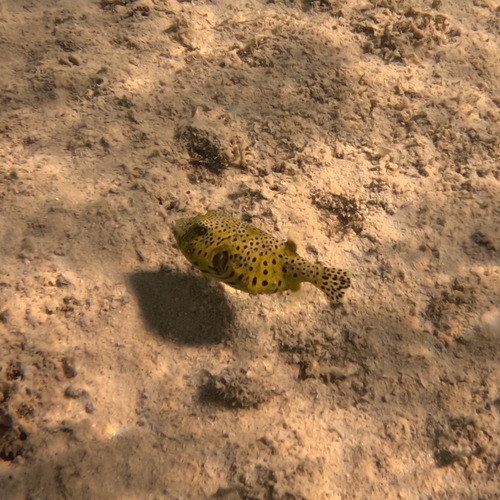Arothron stellatus observed 2026-10-18