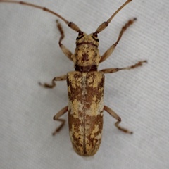 Goes variegatus