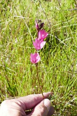 Sidalcea malviflora malviflora