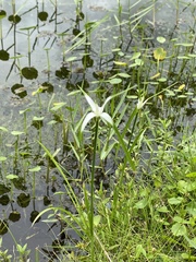 Rhynchospora latifolia