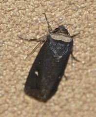 Proteuxoa cinereicollis