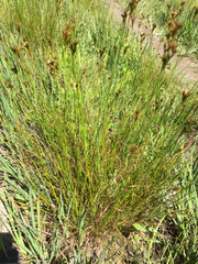 Juncus occidentalis
