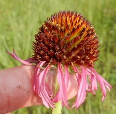 Echinacea atrorubens