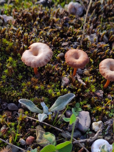 Omphalina pyxidata, 2026-10-16