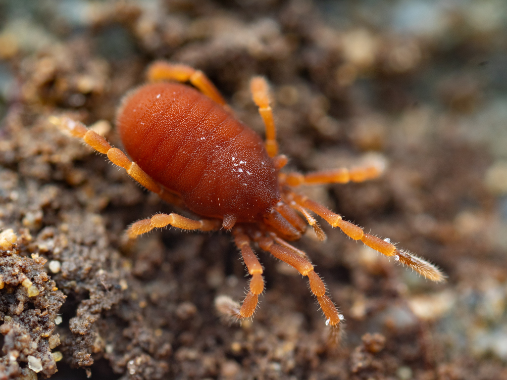 Sironid Harvestmen