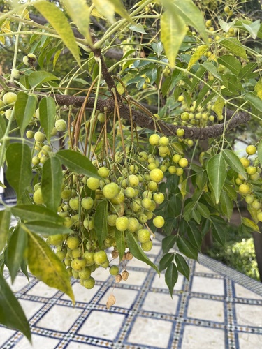 Chinaberry