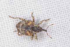 Conotrachelus anaglypticus
