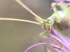 Oecanthus celerinictus