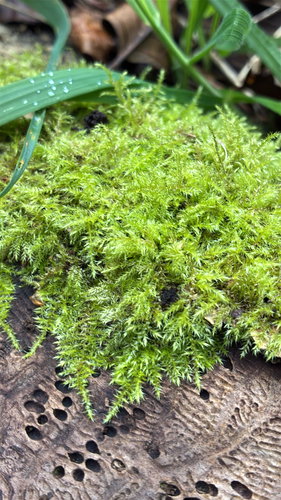 Kindbergia praelonga observed 2026-10-18