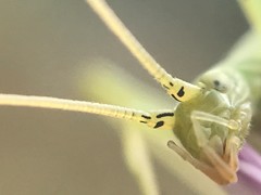 Oecanthus celerinictus