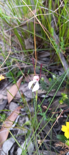 Leptoceras menziesii, 2026-10-18