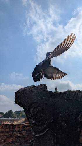 Feral Pigeon