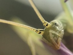 Oecanthus celerinictus