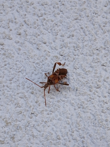 Western Conifer Seed Bug