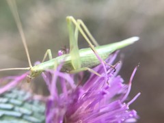 Oecanthus celerinictus
