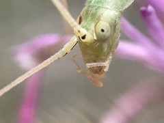 Oecanthus celerinictus