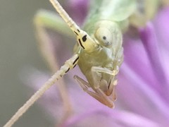 Oecanthus celerinictus