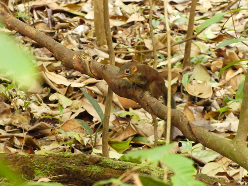 Tupaia glis observed 2026-10-18