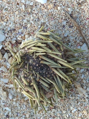 Echinometra mathaei observed 2026-10-18