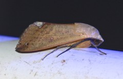 Ophiusa discriminans