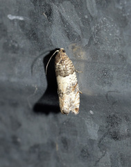 Gypsonoma aceriana