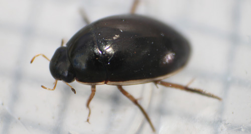 Tropisternus lateralis nimbatus
