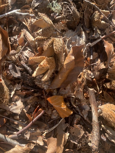 European beech