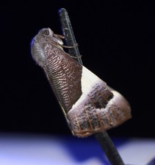 Niceteria macrocosma