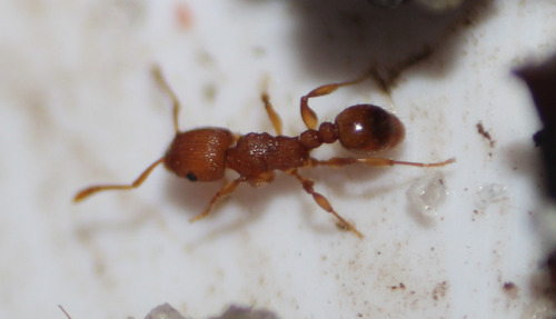 Tetramorium simillimum observed 2026-10-13