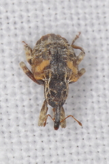 Conotrachelus anaglypticus