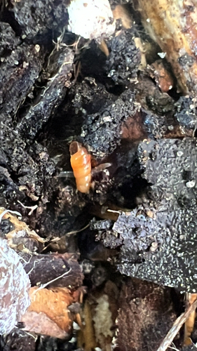 Gulella bicolor observed 2026-10-17