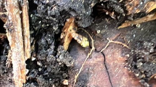Allopeas gracile observed 2026-10-17