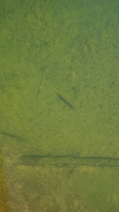 Lepisosteus osseus