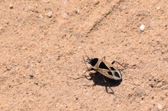 Xanthochilus saturnius