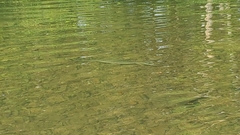 Lepisosteus osseus