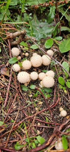 common puffball