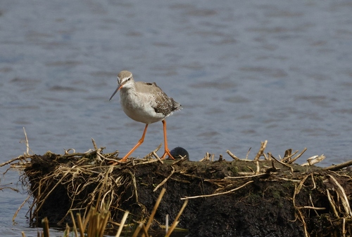 iNaturalist image