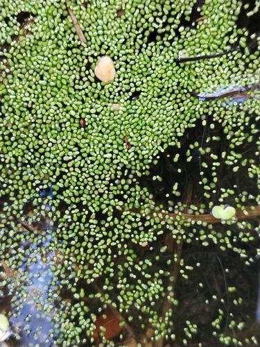 Rootless Duckweed