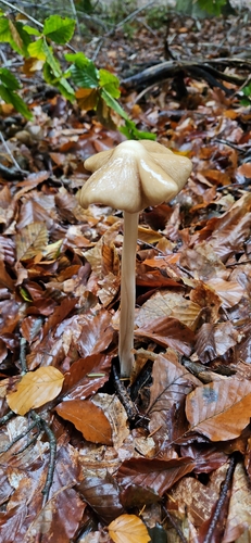 rooting shank