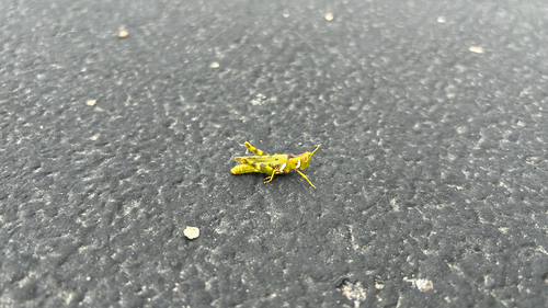 Creosote Bush Grasshopper