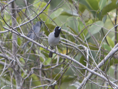 Schistochlamys melanopis