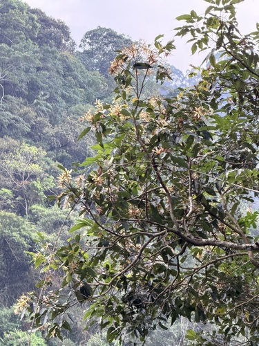 Engelhardia roxburghiana observed 2026-10-18