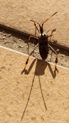 Western Conifer Seed Bug