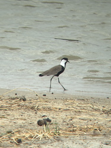 iNaturalist image
