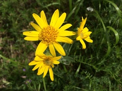 Arnica chamissonis