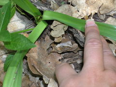 Colchicum umbrosum