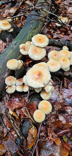 Sulphur Tuft