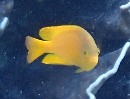 Pomacentrus moluccensis observed 2026-10-18