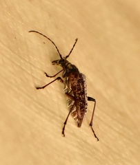 Anthophylax attenuatus