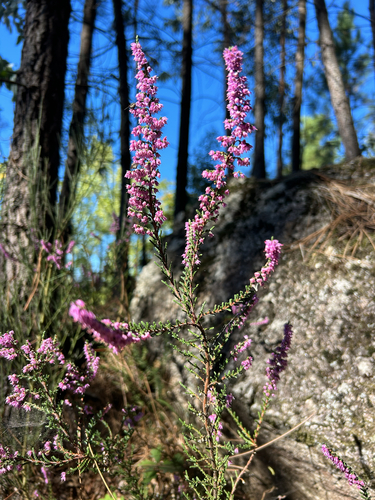 common heather